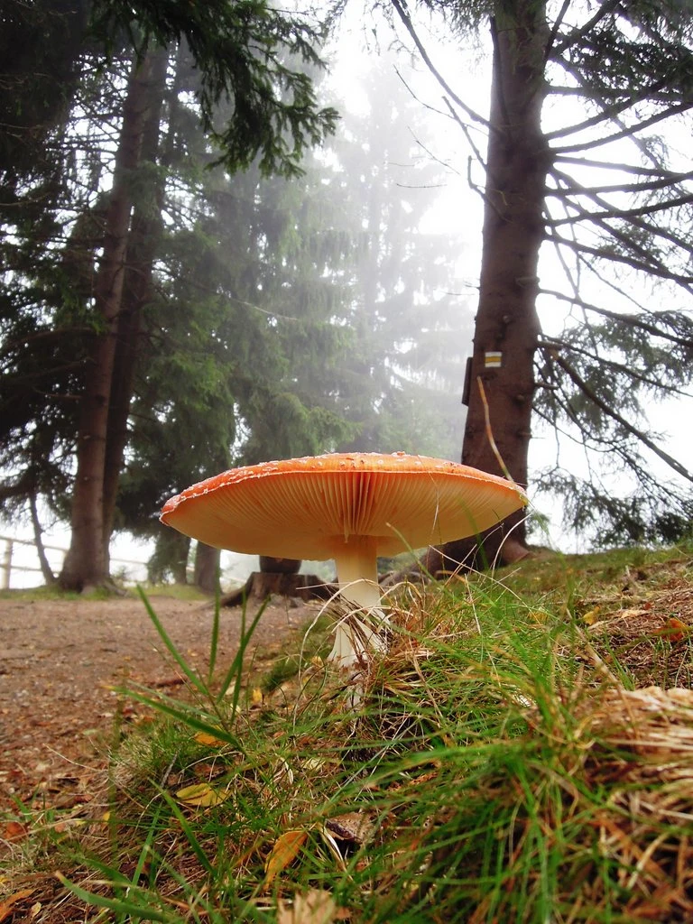 7. tř. Výlet na Královku