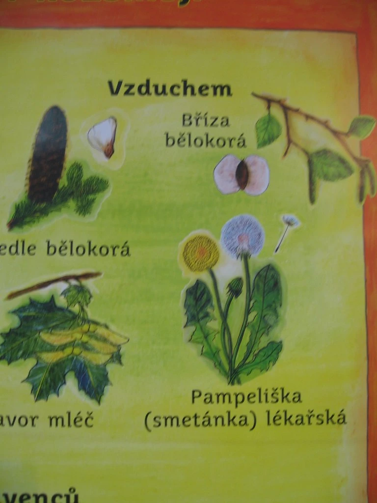 2.tř.-Příběh-neobyčejného-semínka