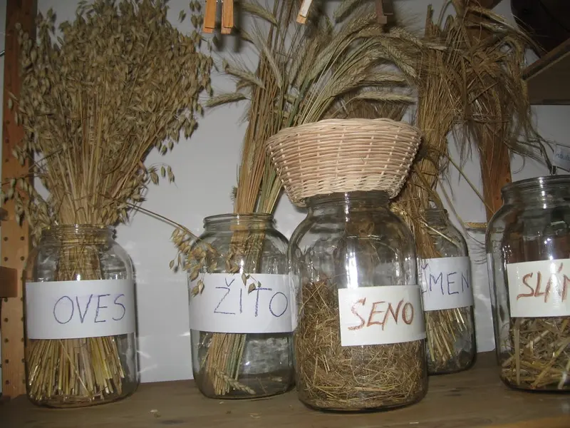 2.tř.-Příběh-neobyčejného-semínka