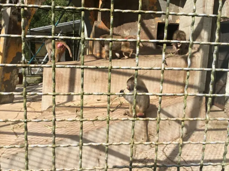 3.třída Barevný svět zvířat