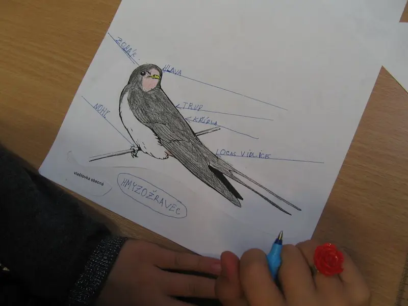 2. tř Život jedné vlaštovky