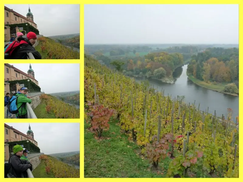 vinice